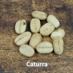 コーヒーの木の種子 カツーラ品種 10粒