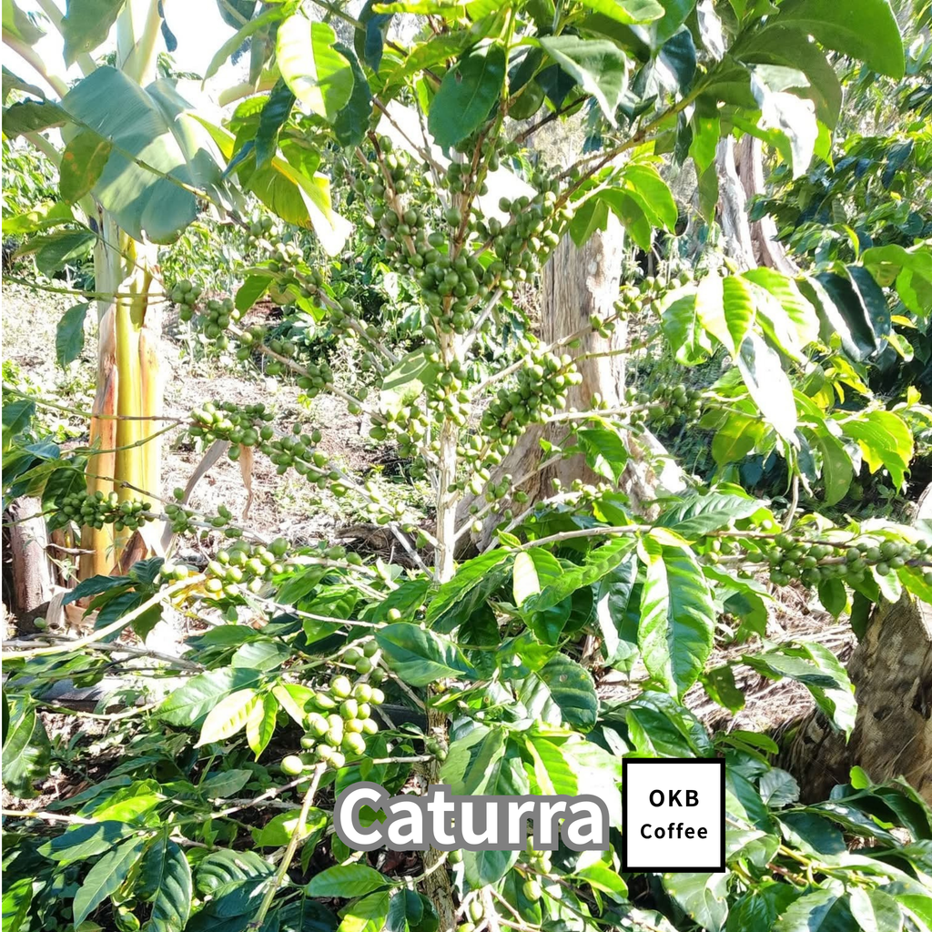 【送料無料】コーヒーの木栽培キット 種子5粒入り