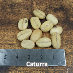 コーヒーの木の種子 カツーラ品種 10粒