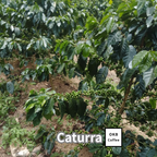 コーヒーの木の種子 カツーラ品種 10粒