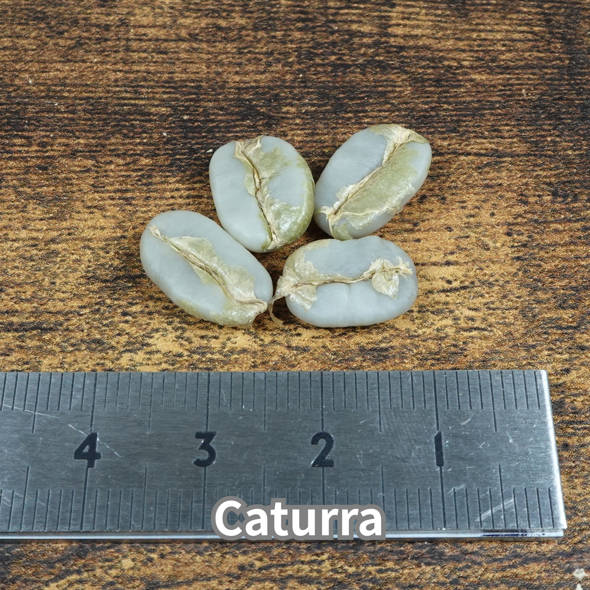 コーヒーの木の種子 カツーラ品種 10粒