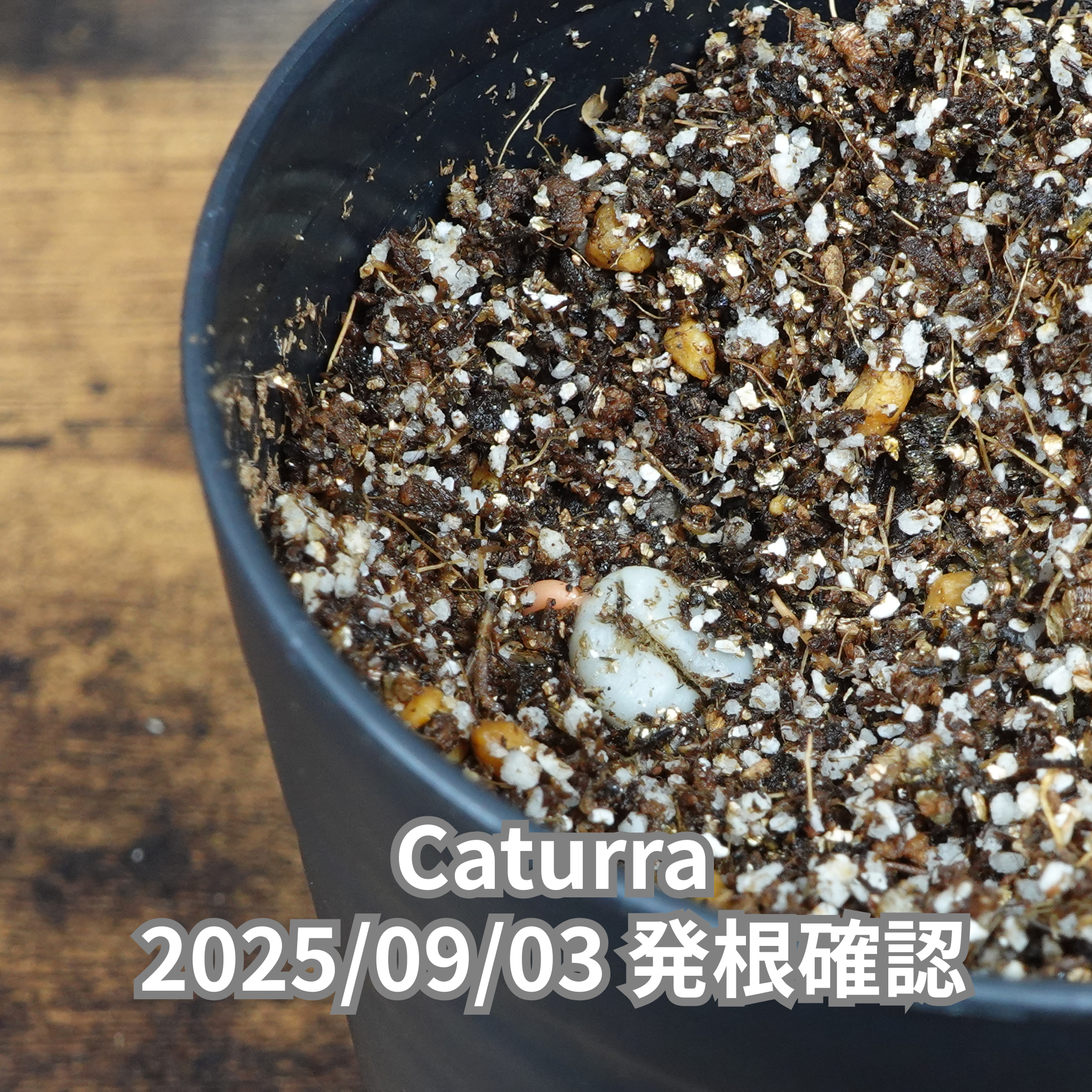 コーヒーの木の種子 カツーラ品種 10粒