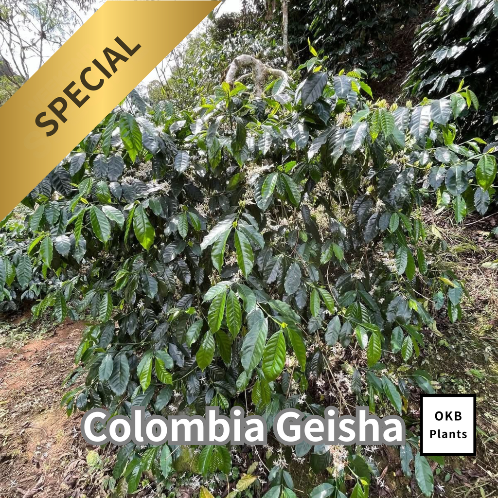 コロンビアゲイシャ品種 コーヒーの木の種子 10粒