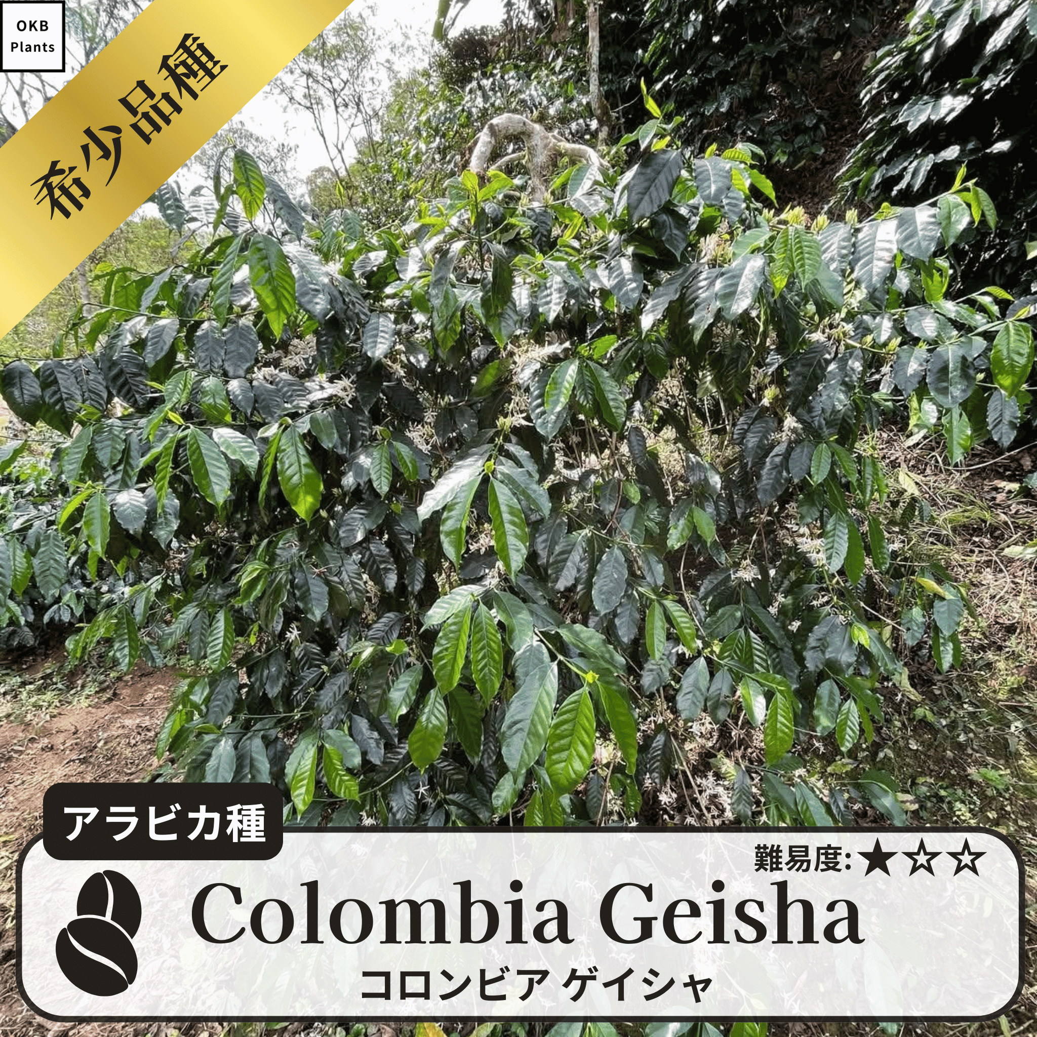 コロンビアゲイシャ(Colombia geisha)の木