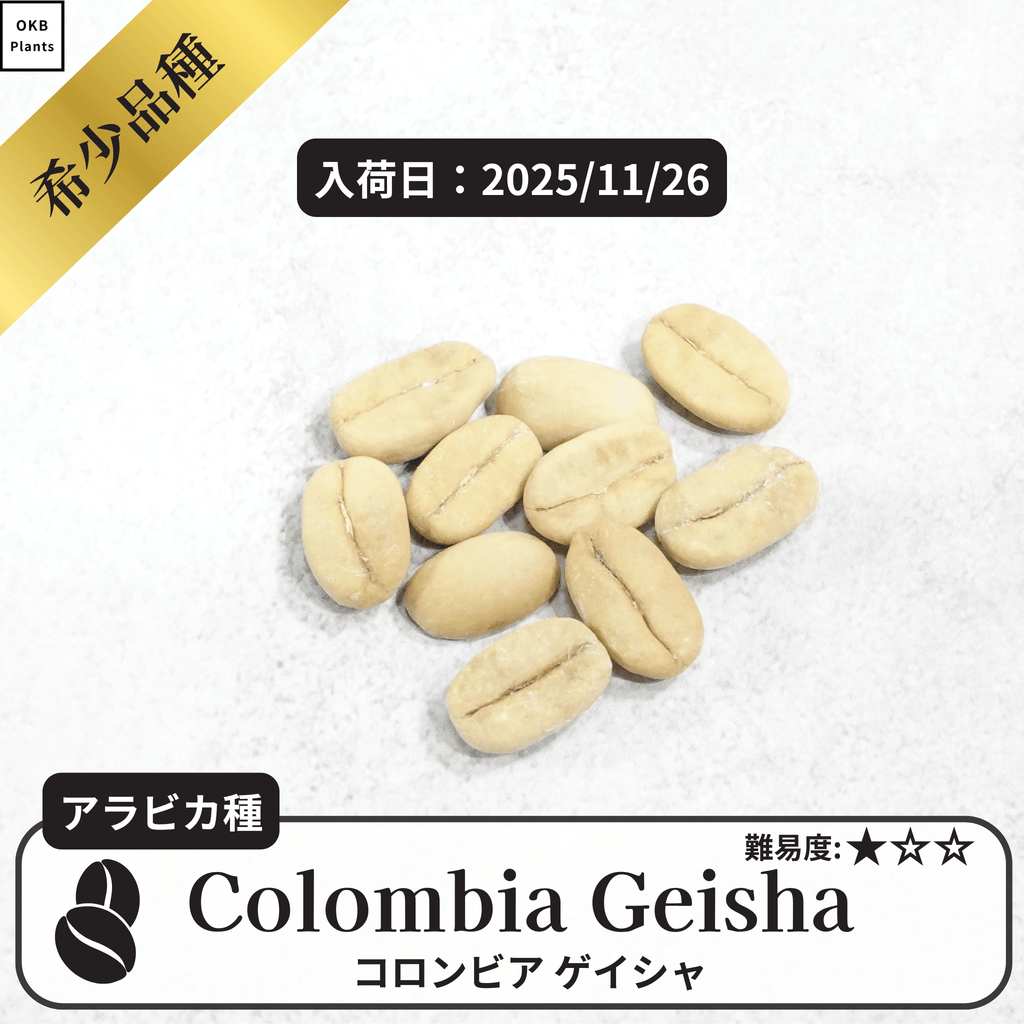 コロンビアゲイシャ(Colombia geisha)の種子