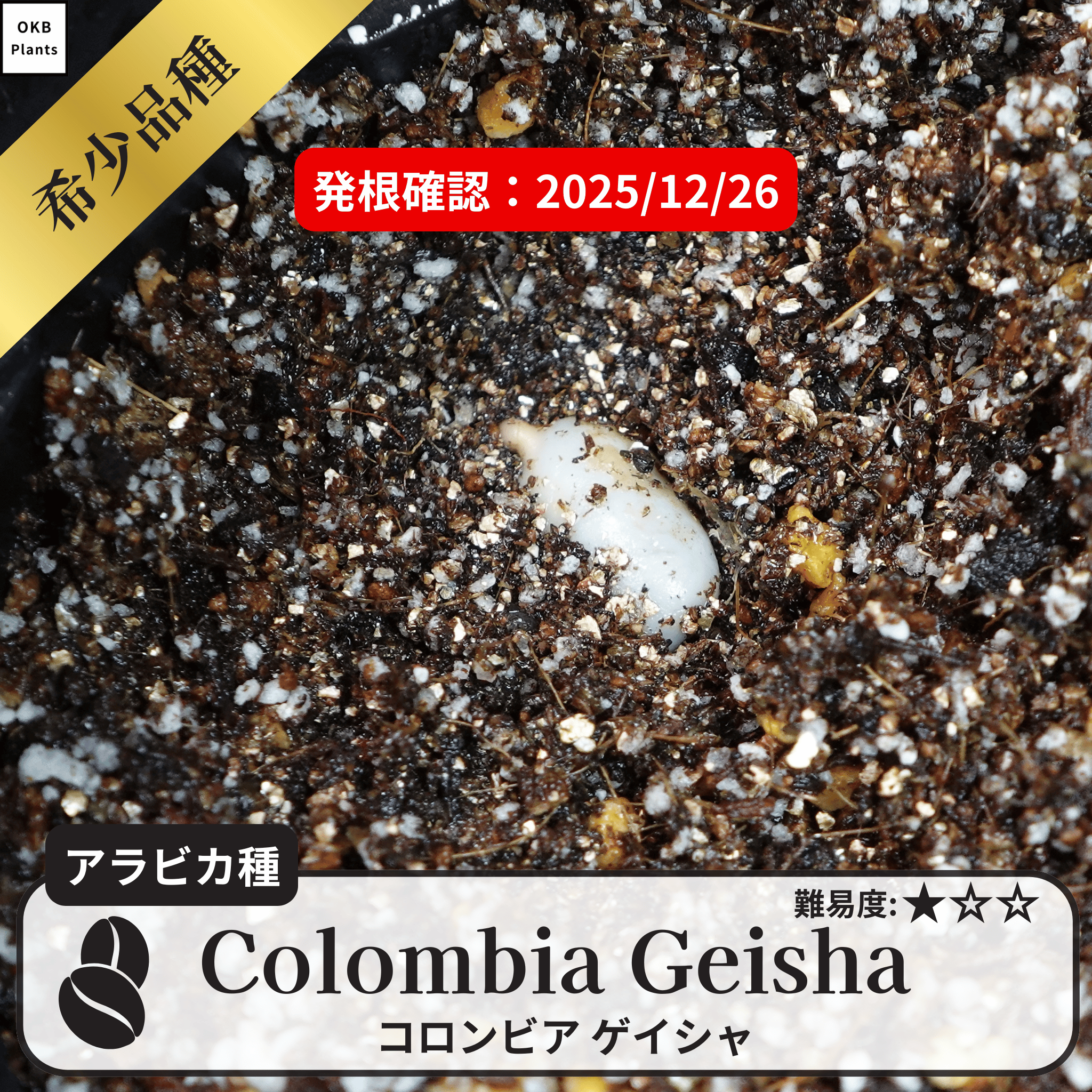 コロンビアゲイシャ(Colombia geisha)の発根確認