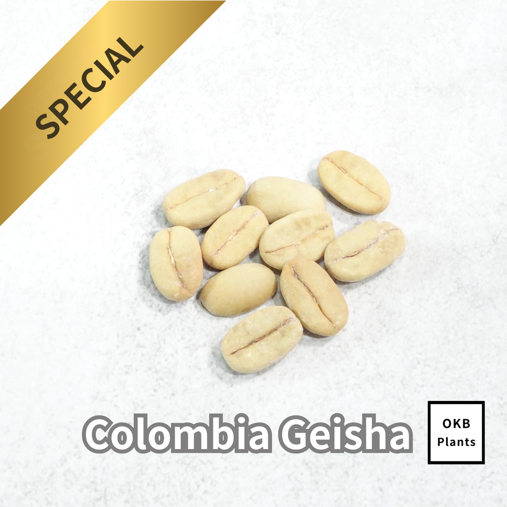 コロンビアゲイシャ品種 コーヒーの木の種子 10粒