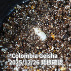 コロンビアゲイシャ品種 コーヒーの木の種子 10粒