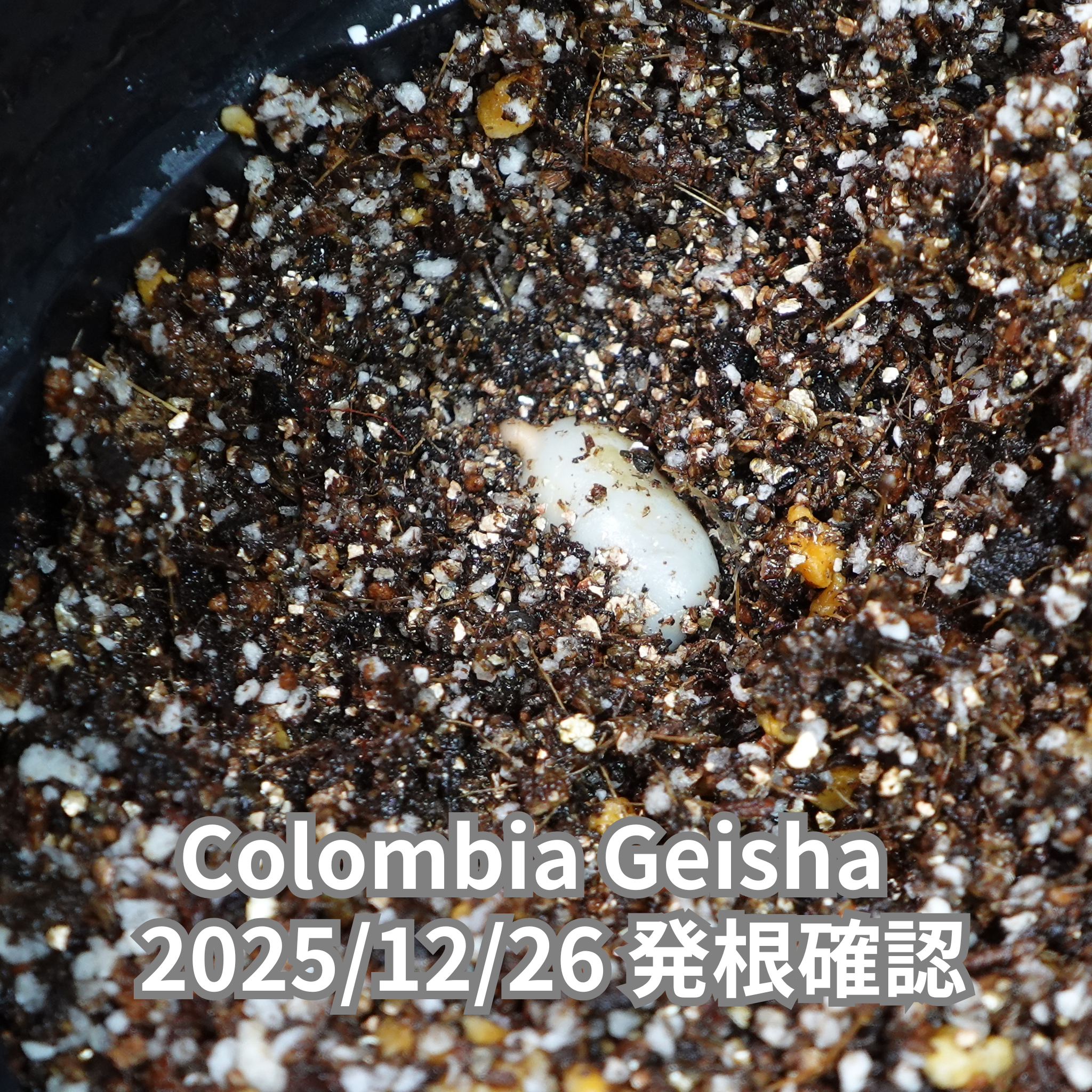 コロンビアゲイシャ品種 コーヒーの木の種子 10粒