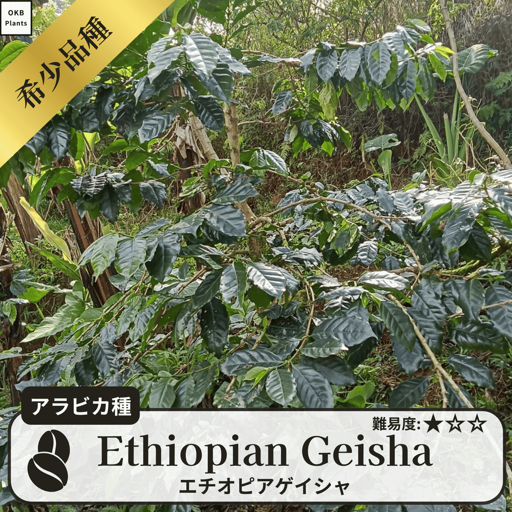 エチオピアゲイシャ(ethiopia geisha)の木