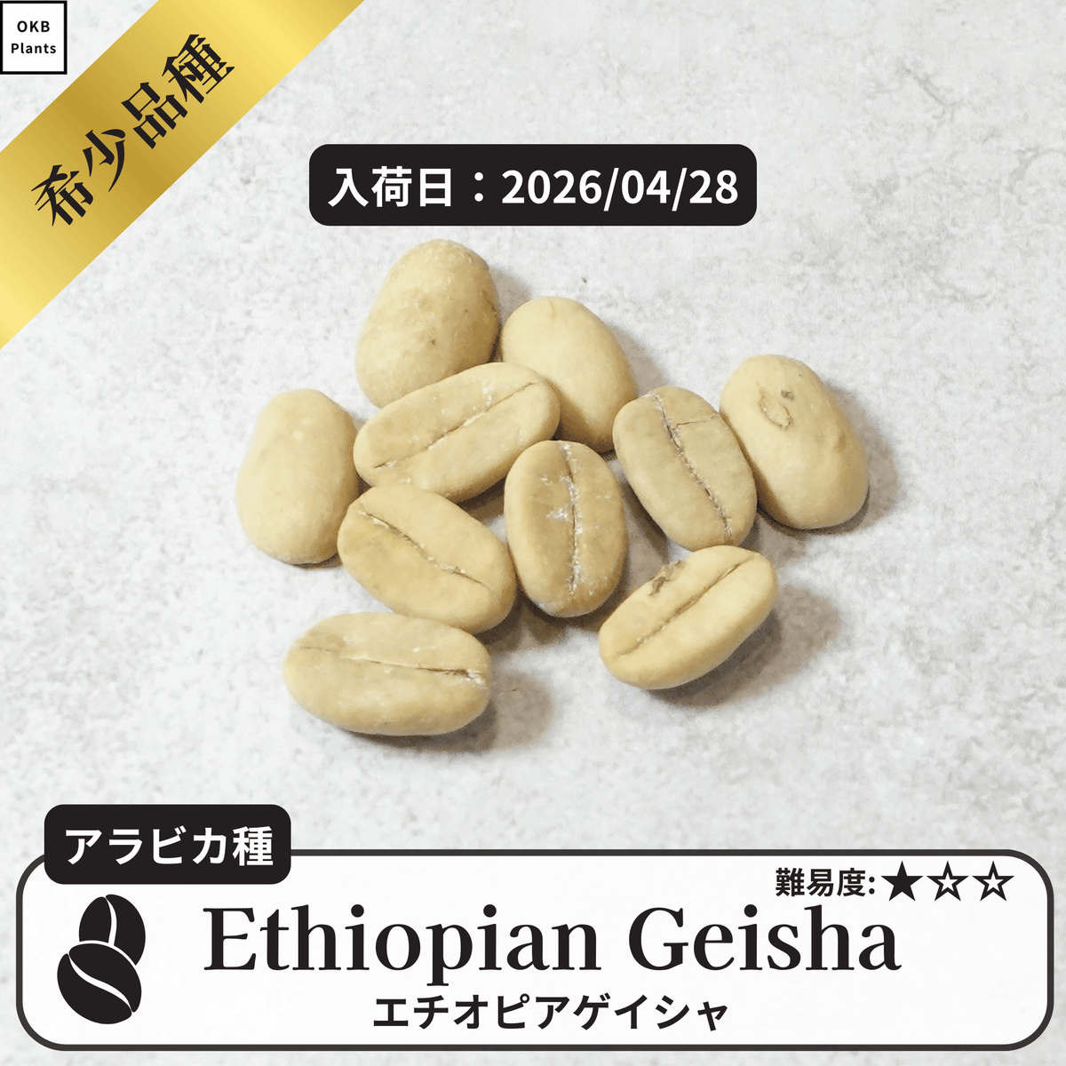 斑入りチャレンジ コーヒーの木の種子 10粒 – OKB Plants