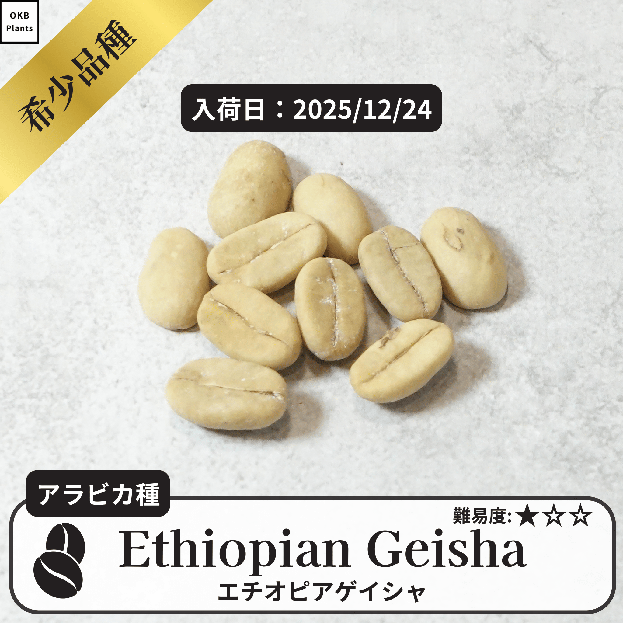 エチオピアゲイシャ(ethiopia geisha)の種子