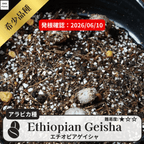 エチオピアゲイシャ(ethiopia geisha)の発根確認