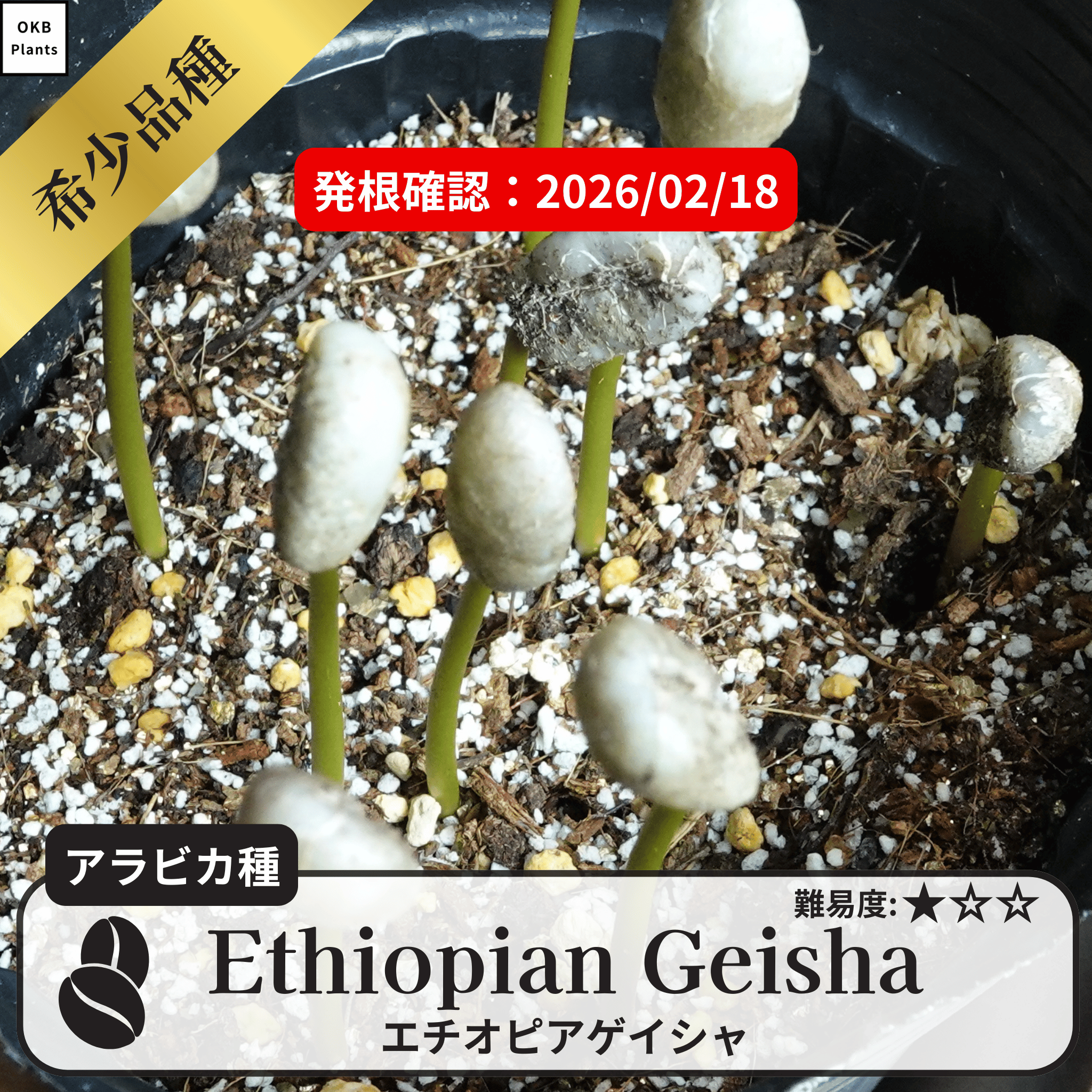 エチオピアゲイシャ(ethiopia geisha)の発根確認
