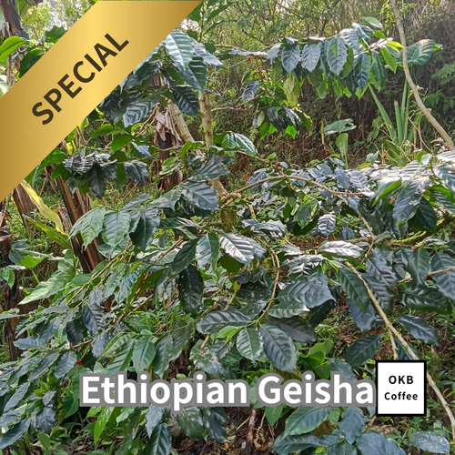 エチオピアゲイシャ品種 コーヒーの木の種子 10粒