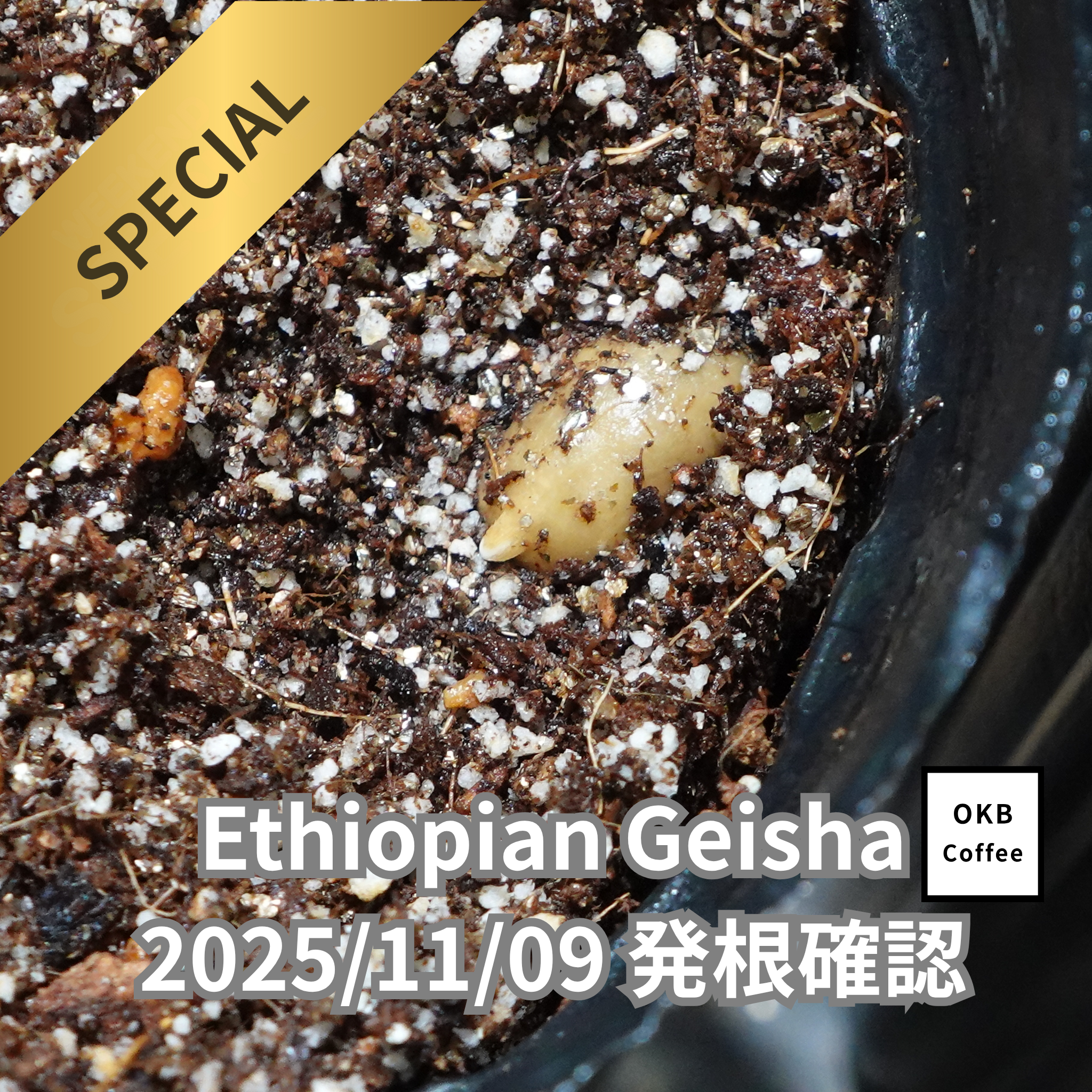 コーヒーの木の種子 エチオピアゲイシャ(Ethiopian Geisha)品種 10粒 コーヒーの木の種子 エチオピアゲイシャ(Ethiopian Geisha)品種 10粒