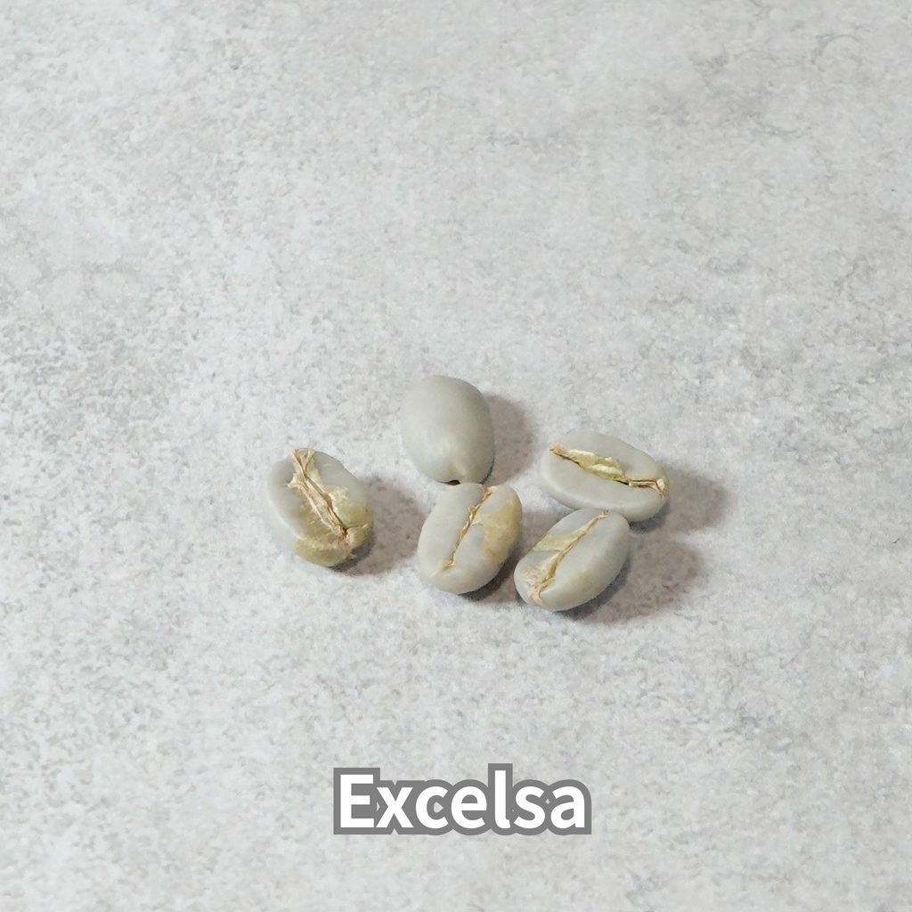 コーヒーの木の種子 エクセルサ種 10粒