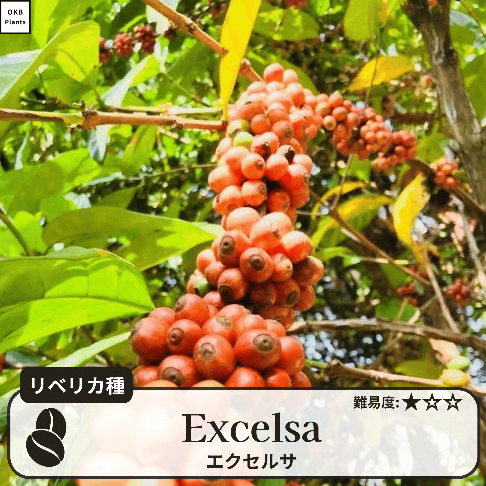 エクセルサ(Excelsa)の木