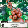 エクセルサ(Excelsa)の木