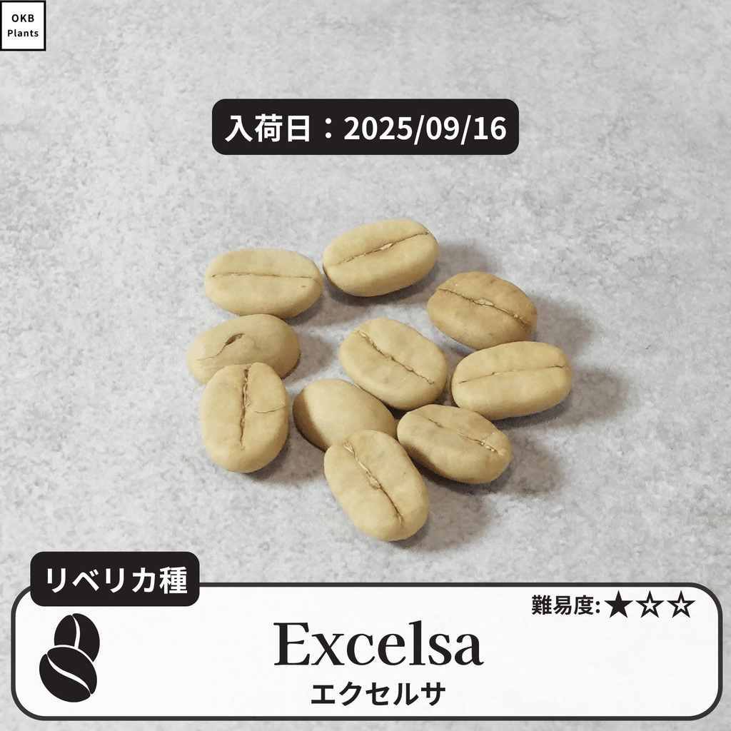エクセルサ(Excelsa)の種子