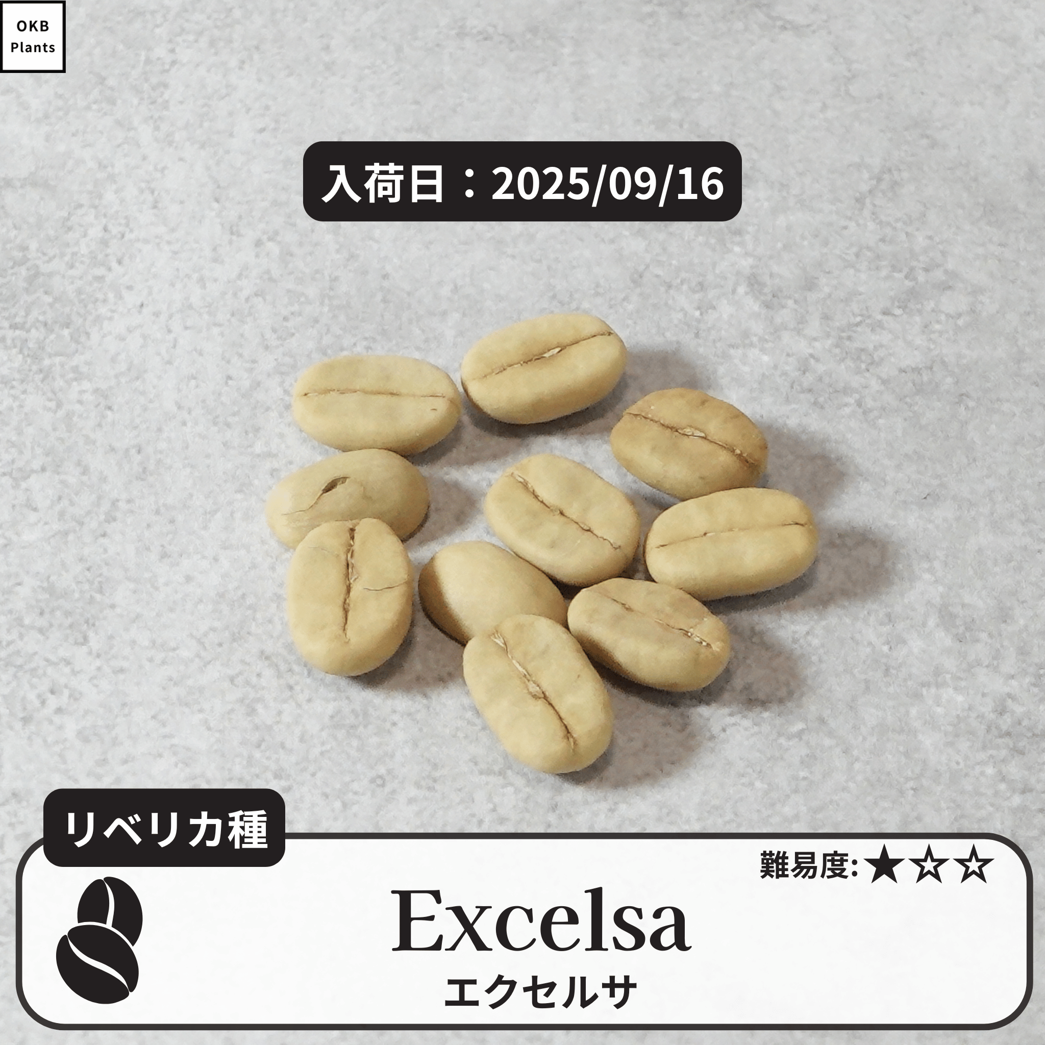 エクセルサ(Excelsa)の種子