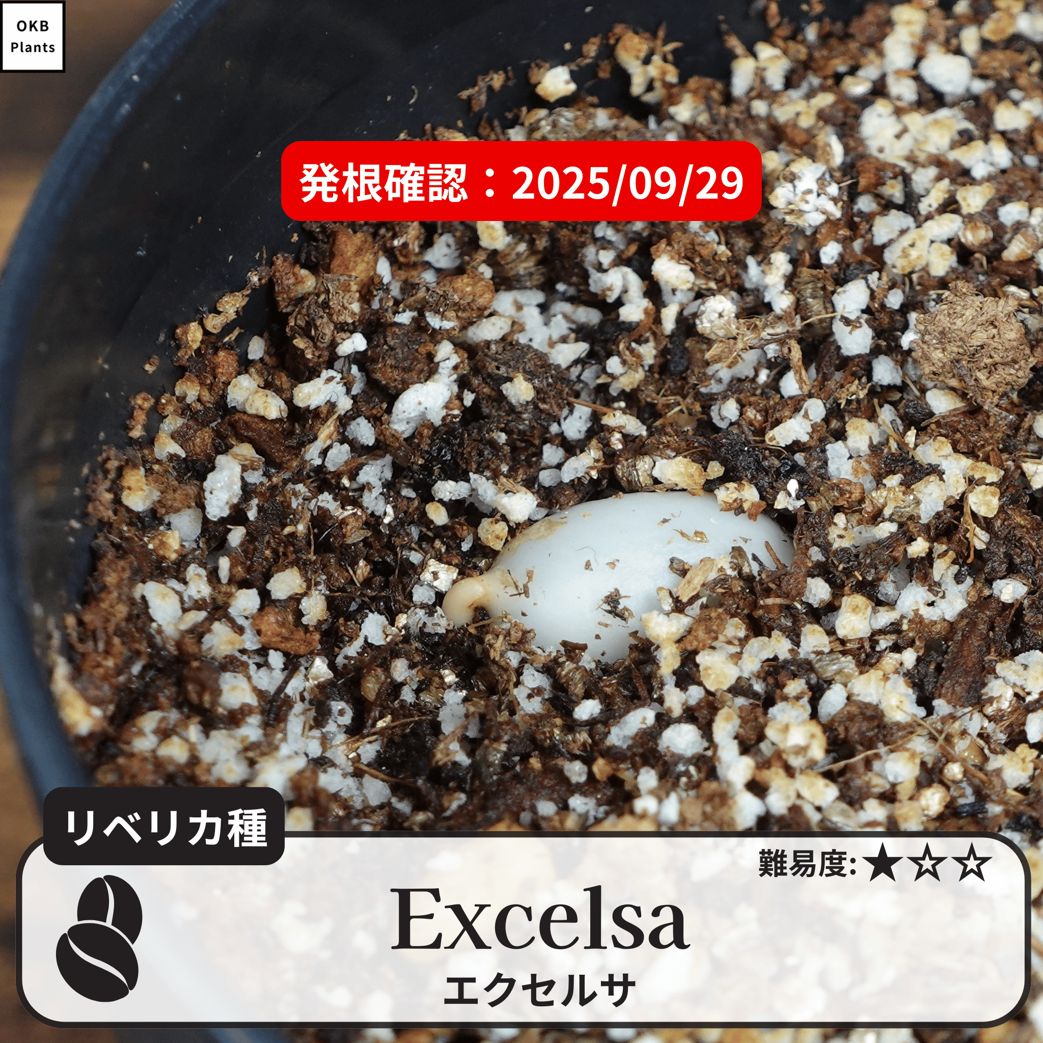 エクセルサ(Excelsa)の発根確認