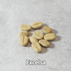 コーヒーの木の種子 エクセルサ種 10粒