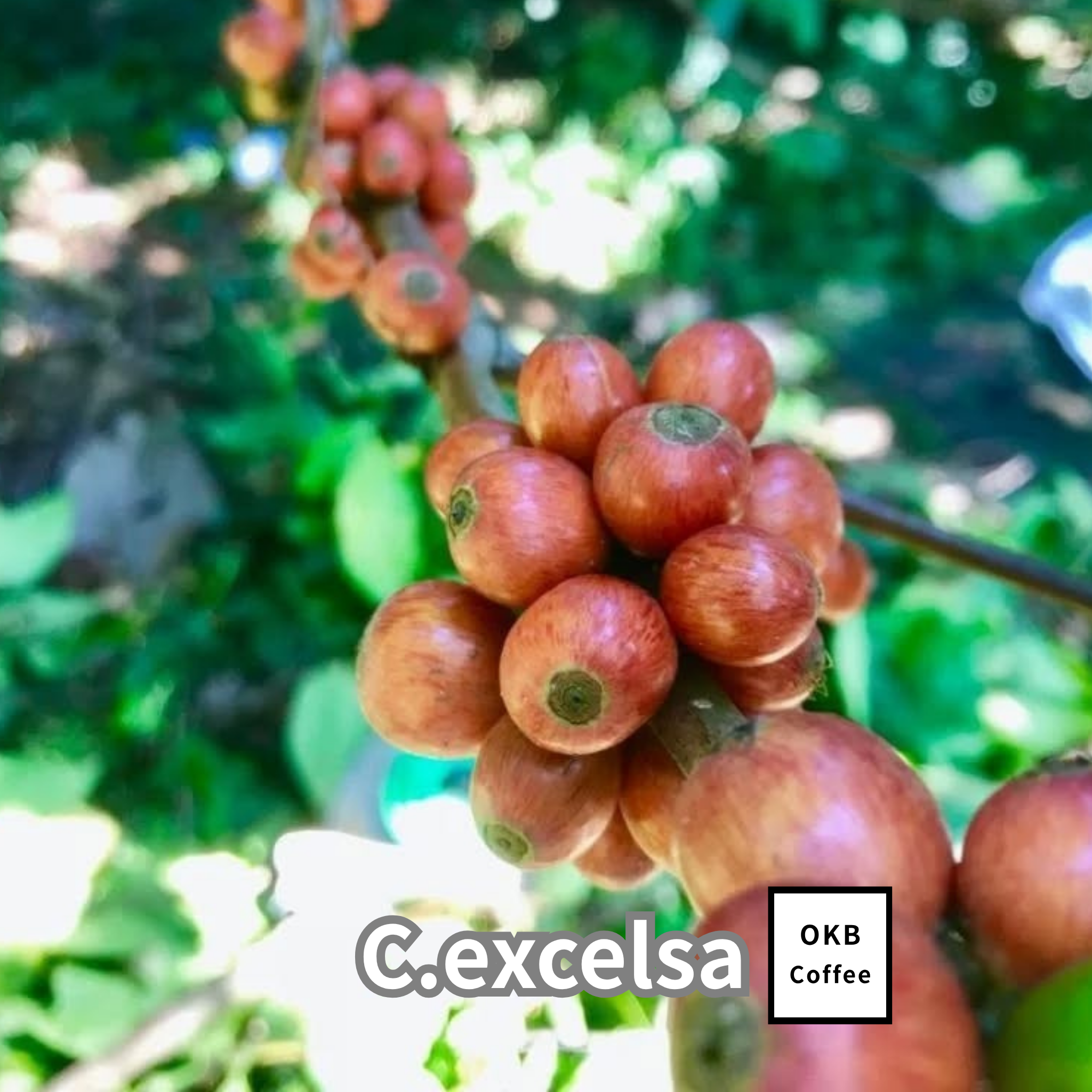 コーヒーの木の種子 エクセルサ種 10粒