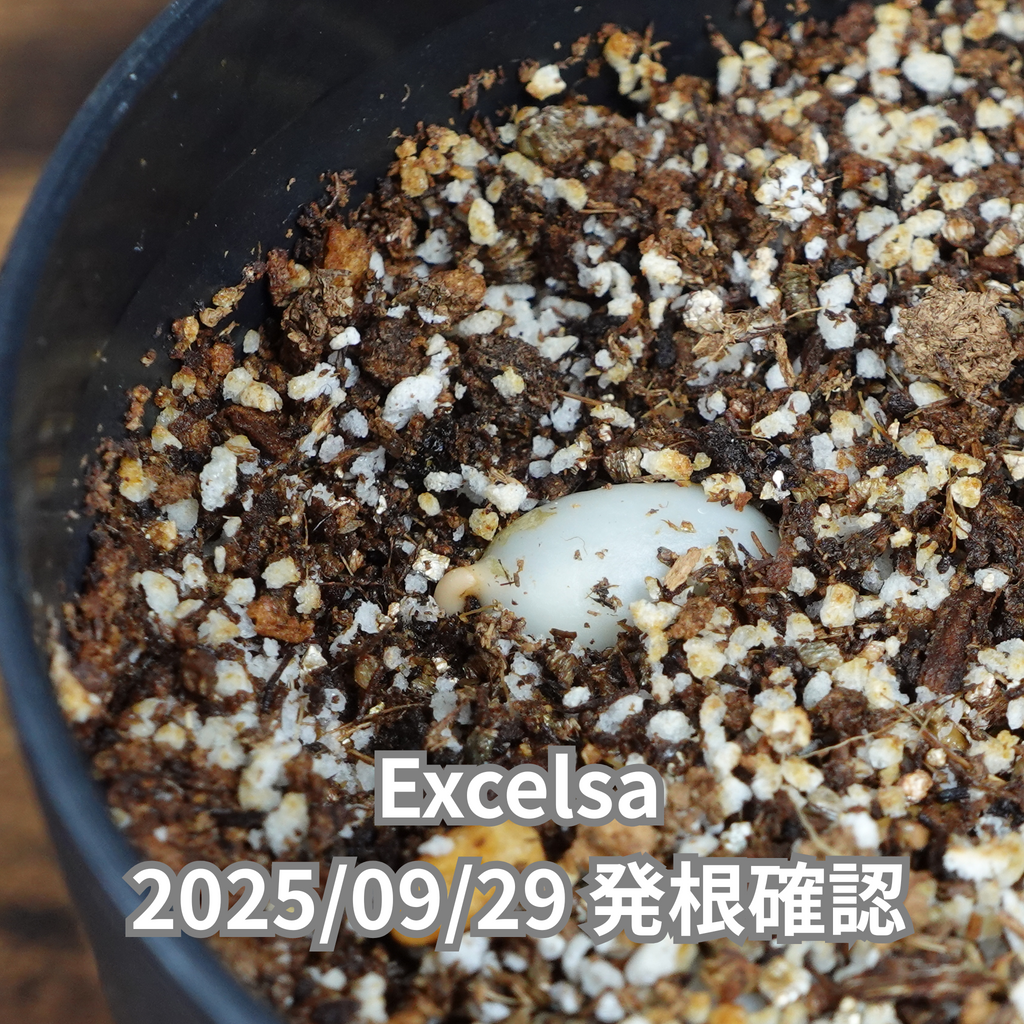 コーヒーの木の種子 エクセルサ種 10粒