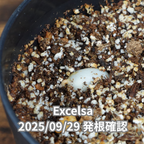 コーヒーの木の種子 エクセルサ種 10粒