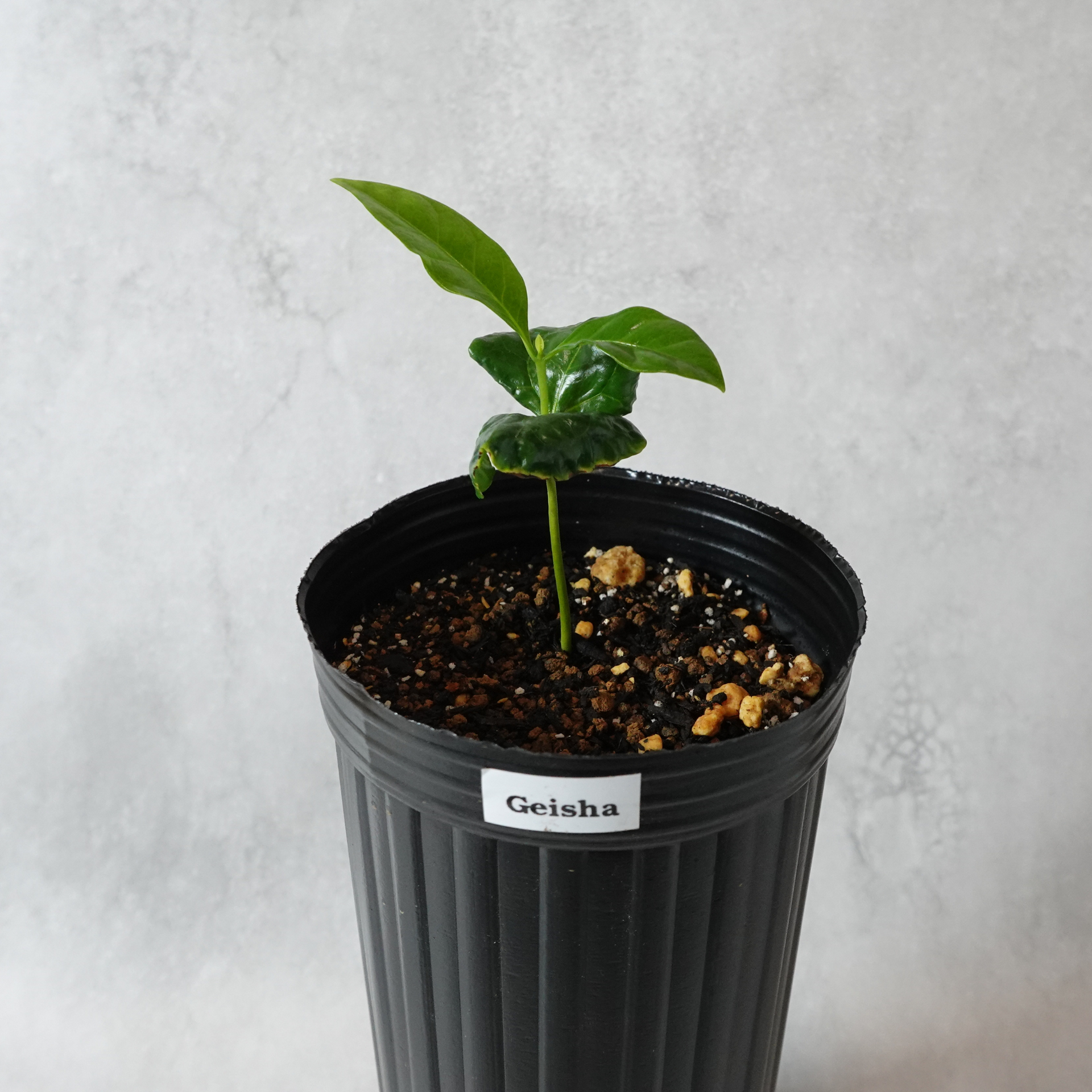 ゲイシャ品種(アラビカ種) コーヒーの木 – OKB Plants