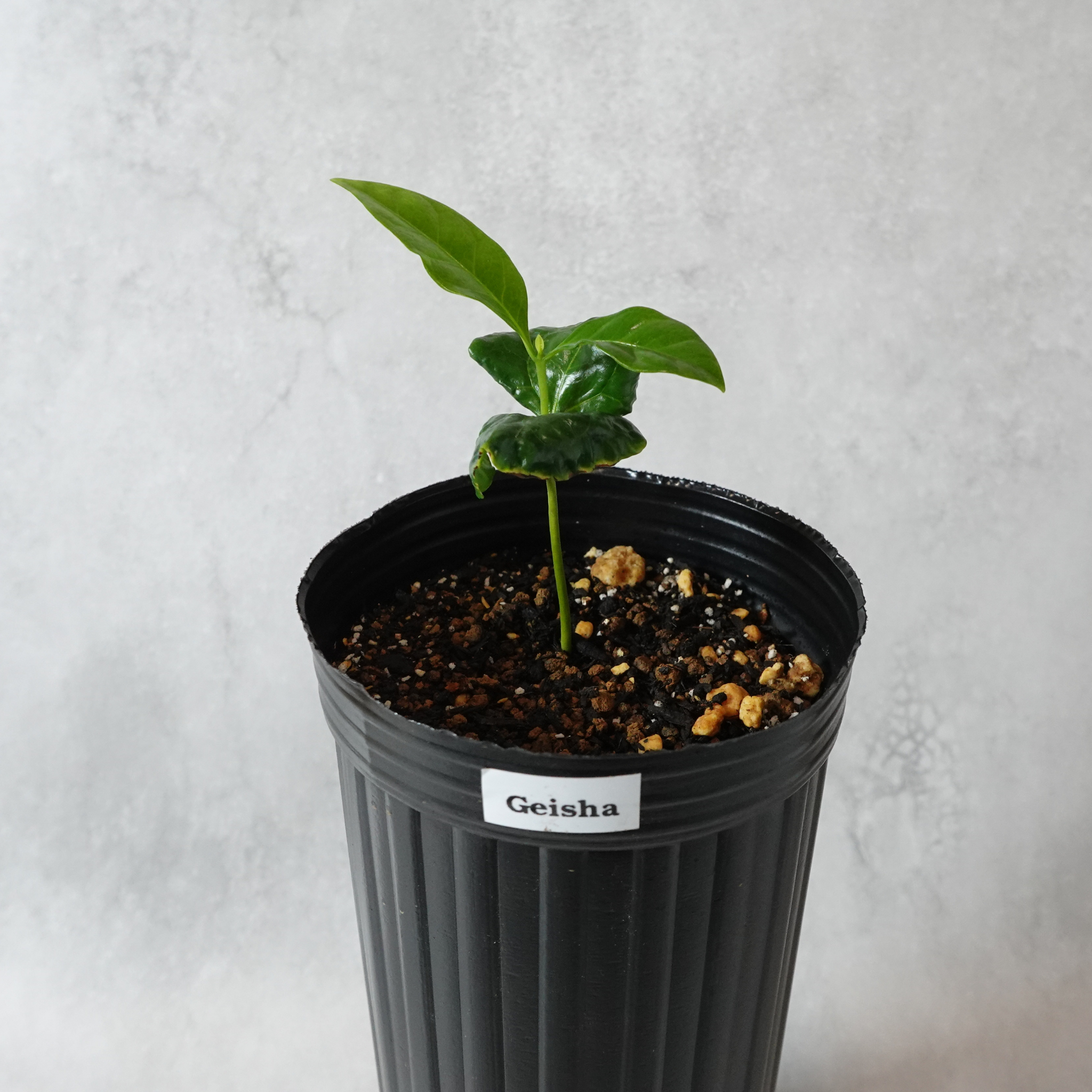 ゲイシャ品種(アラビカ種)  コーヒーの木