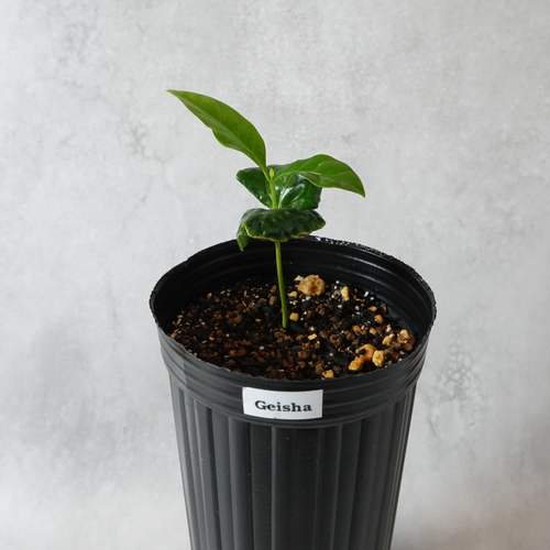 ゲイシャ品種(アラビカ種)  コーヒーの木