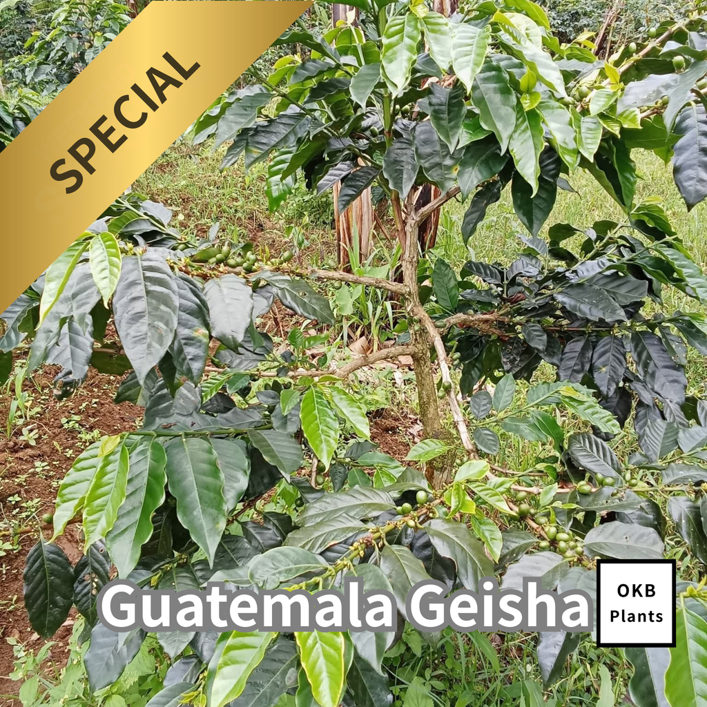 グアテマラゲイシャ品種 コーヒーの木の種子 10粒