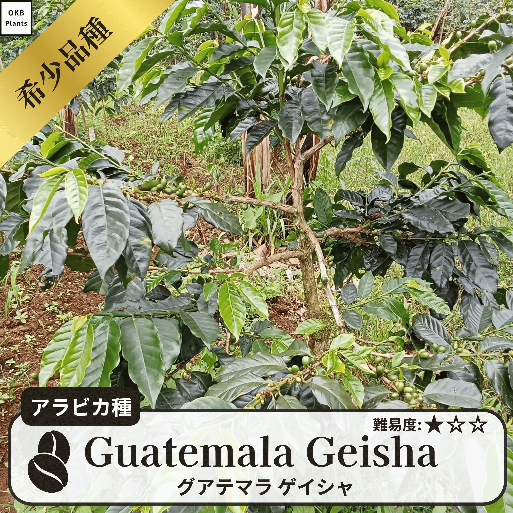 グアテマラゲイシャ品種(Colombia Geisha) コーヒーの木の種子 10粒