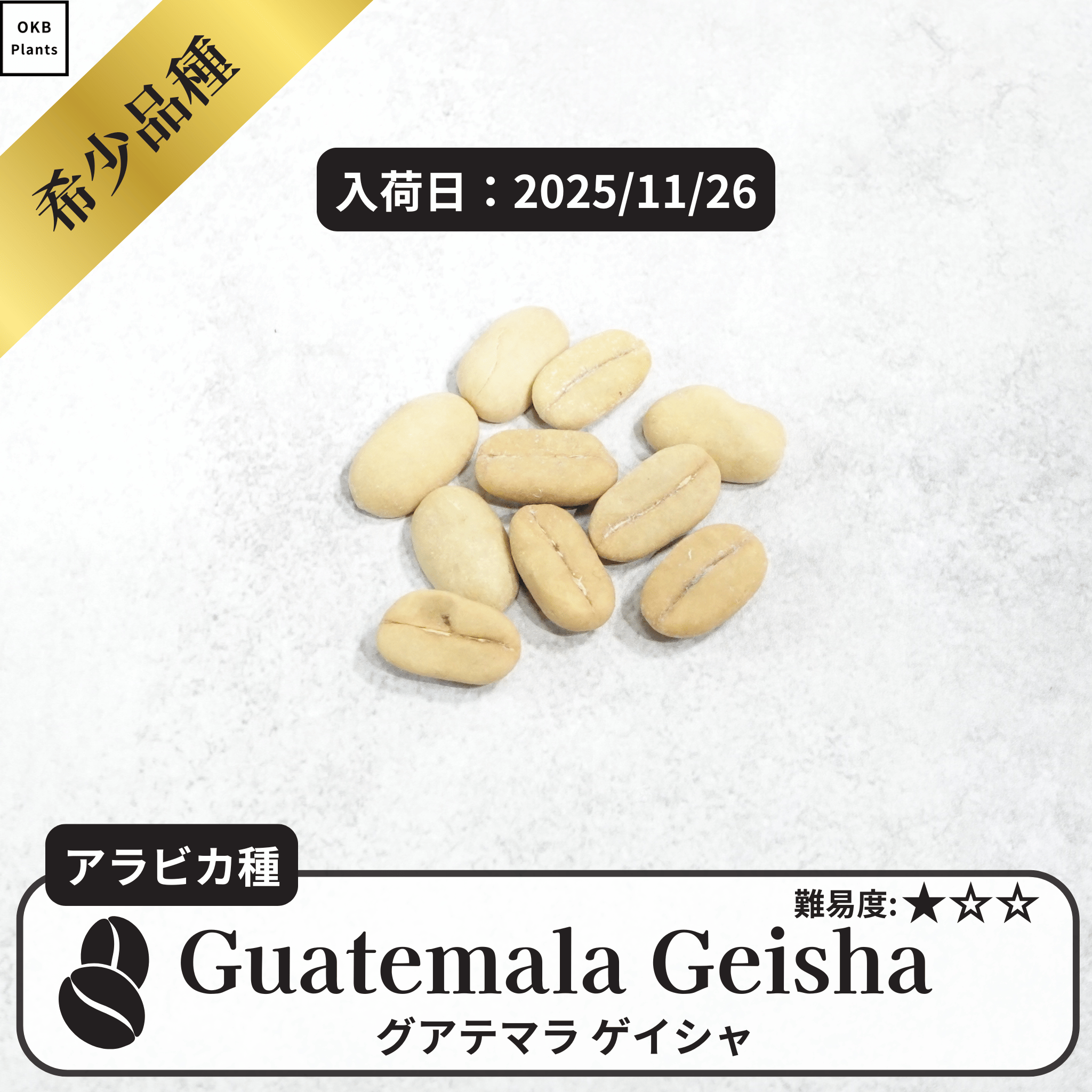 グアテマラゲイシャ品種(Colombia Geisha) コーヒーの木の種子 10粒