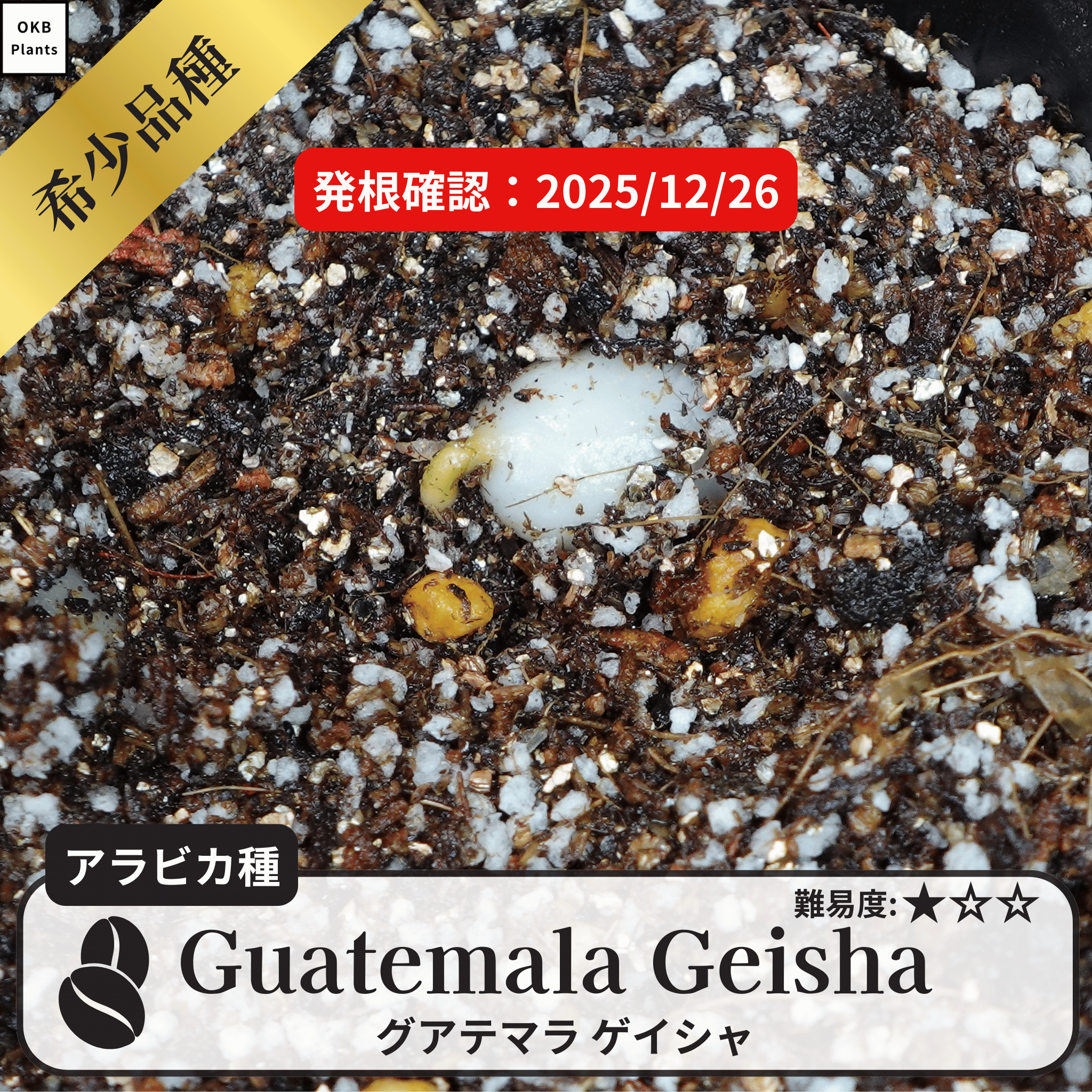 グアテマラゲイシャ(Guatemala geisha)の発根確認