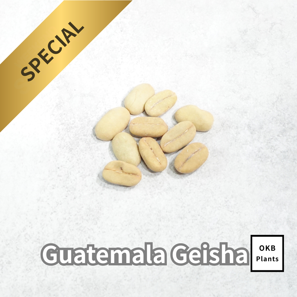 グアテマラゲイシャ品種 コーヒーの木の種子 10粒