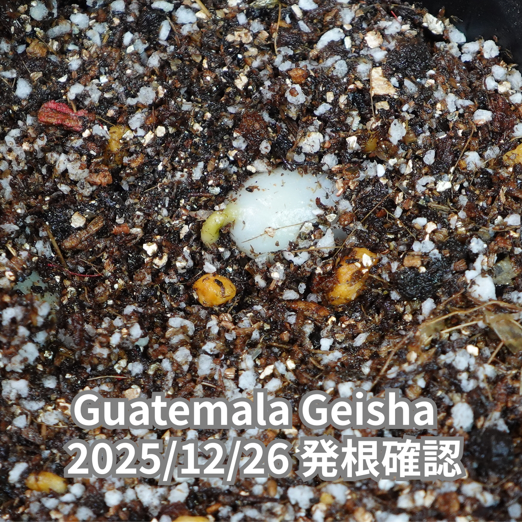 グアテマラゲイシャ品種 コーヒーの木の種子 10粒