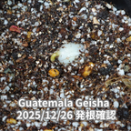 グアテマラゲイシャ品種 コーヒーの木の種子 10粒