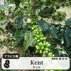 ケント(Kent)の木