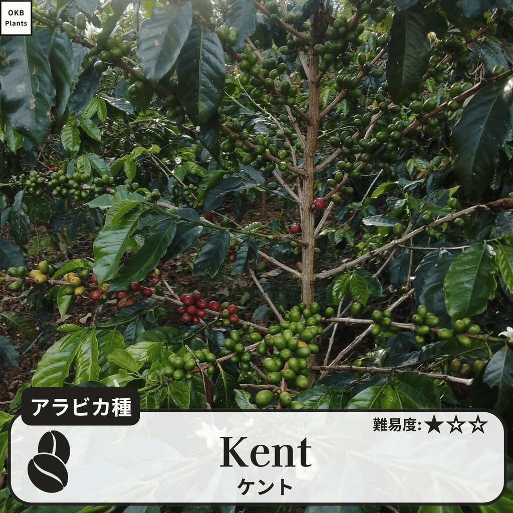 ケント(Kent)の木