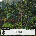 ケント(Kent)の木