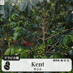 ケント(Kent)の木