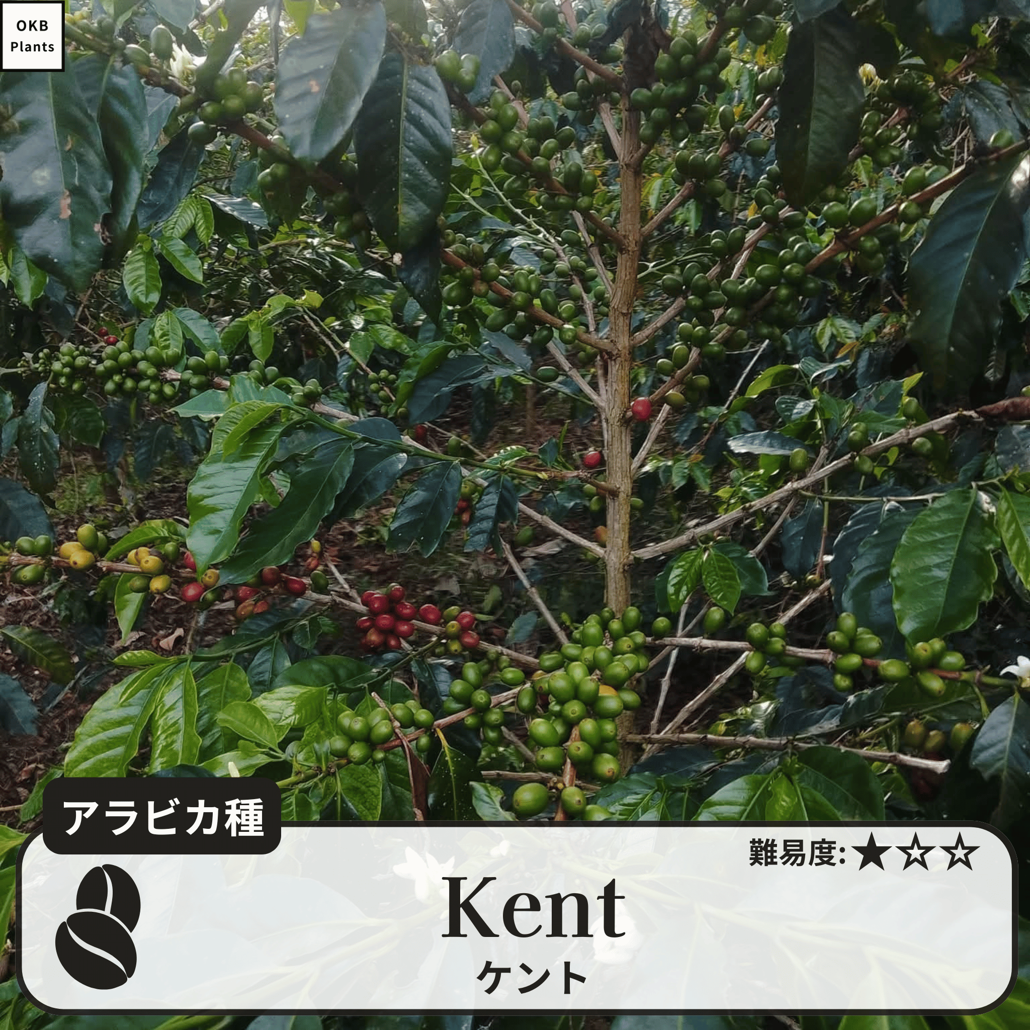 ケント(Kent)の木