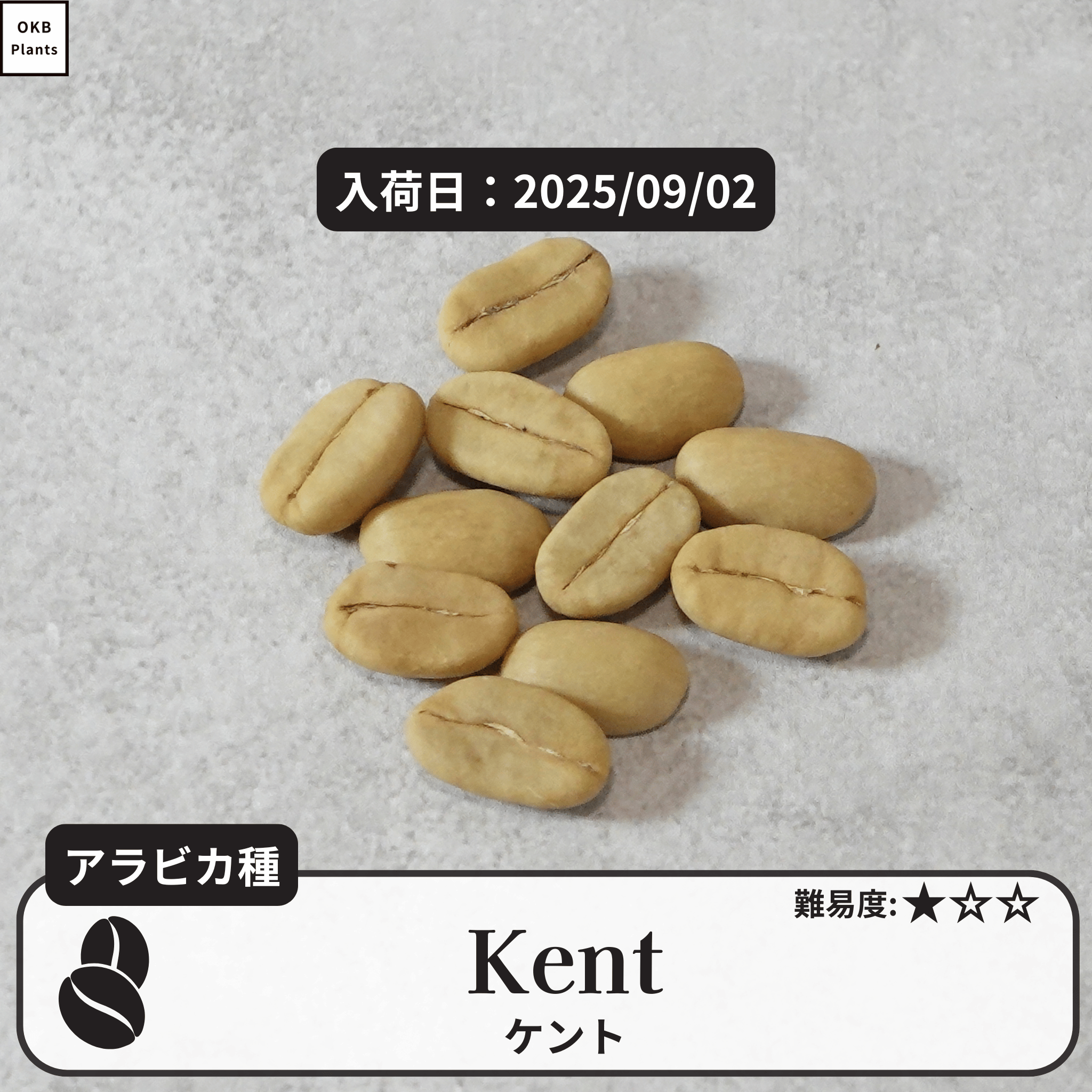 ケント(Kent)の種子
