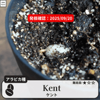 ケント(Kent)の発根確認
