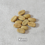 コーヒーの木の種子 ケント品種 10粒