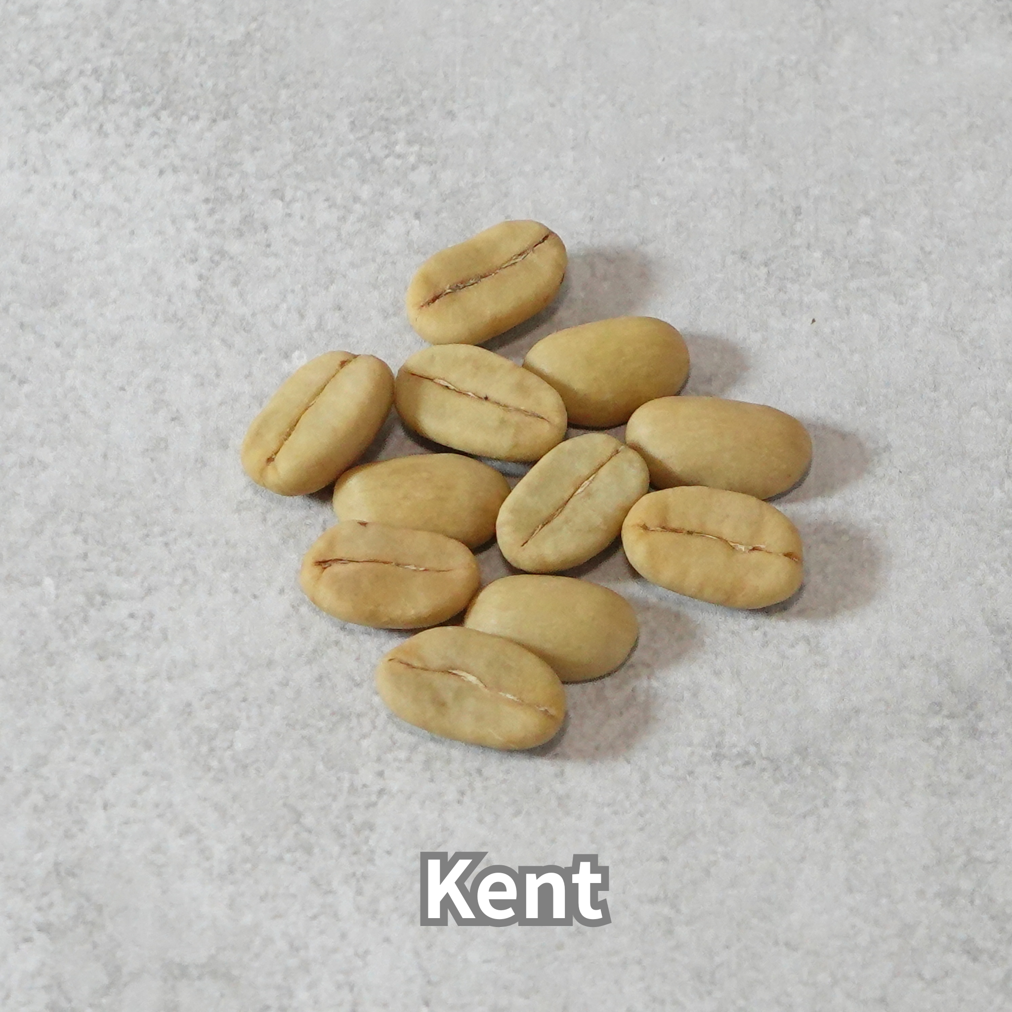 コーヒーの木の種子 ケント品種 10粒