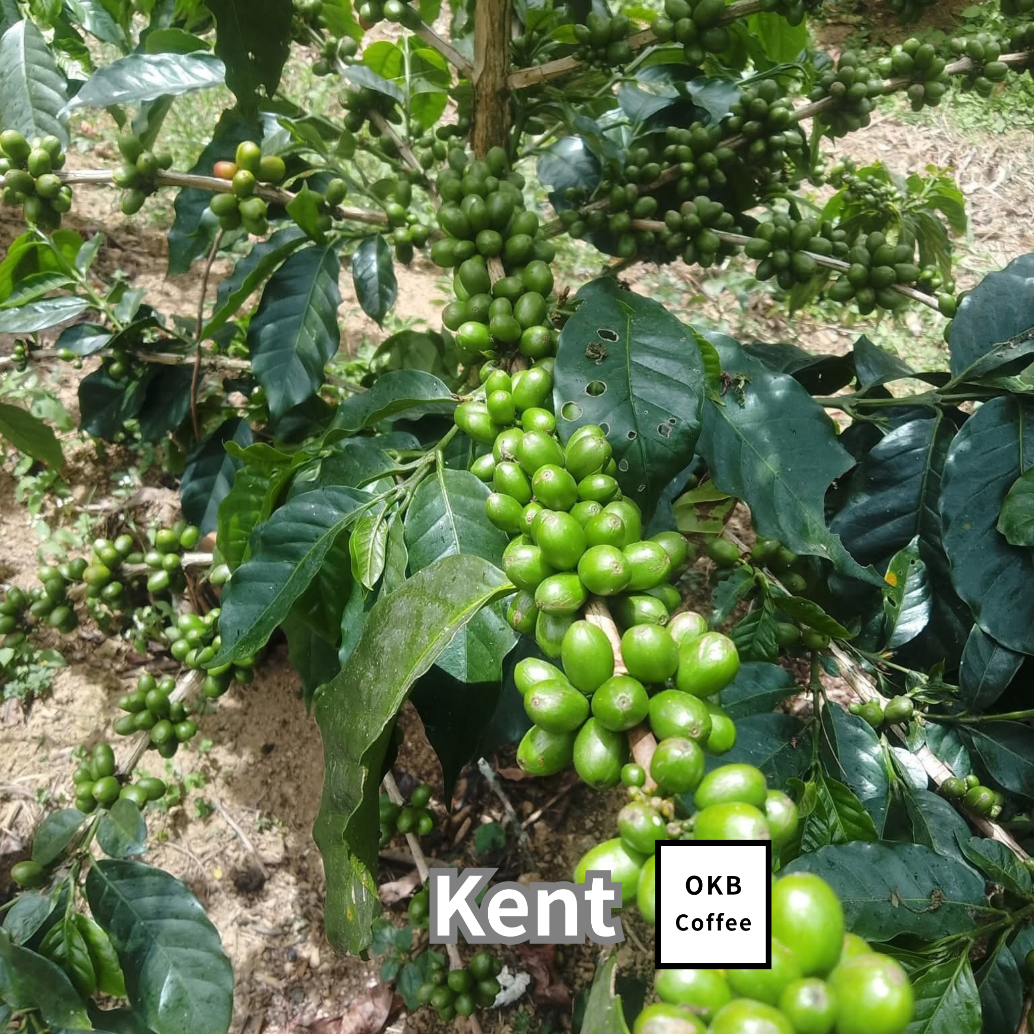 コーヒーの木の種子 ケント品種 10粒